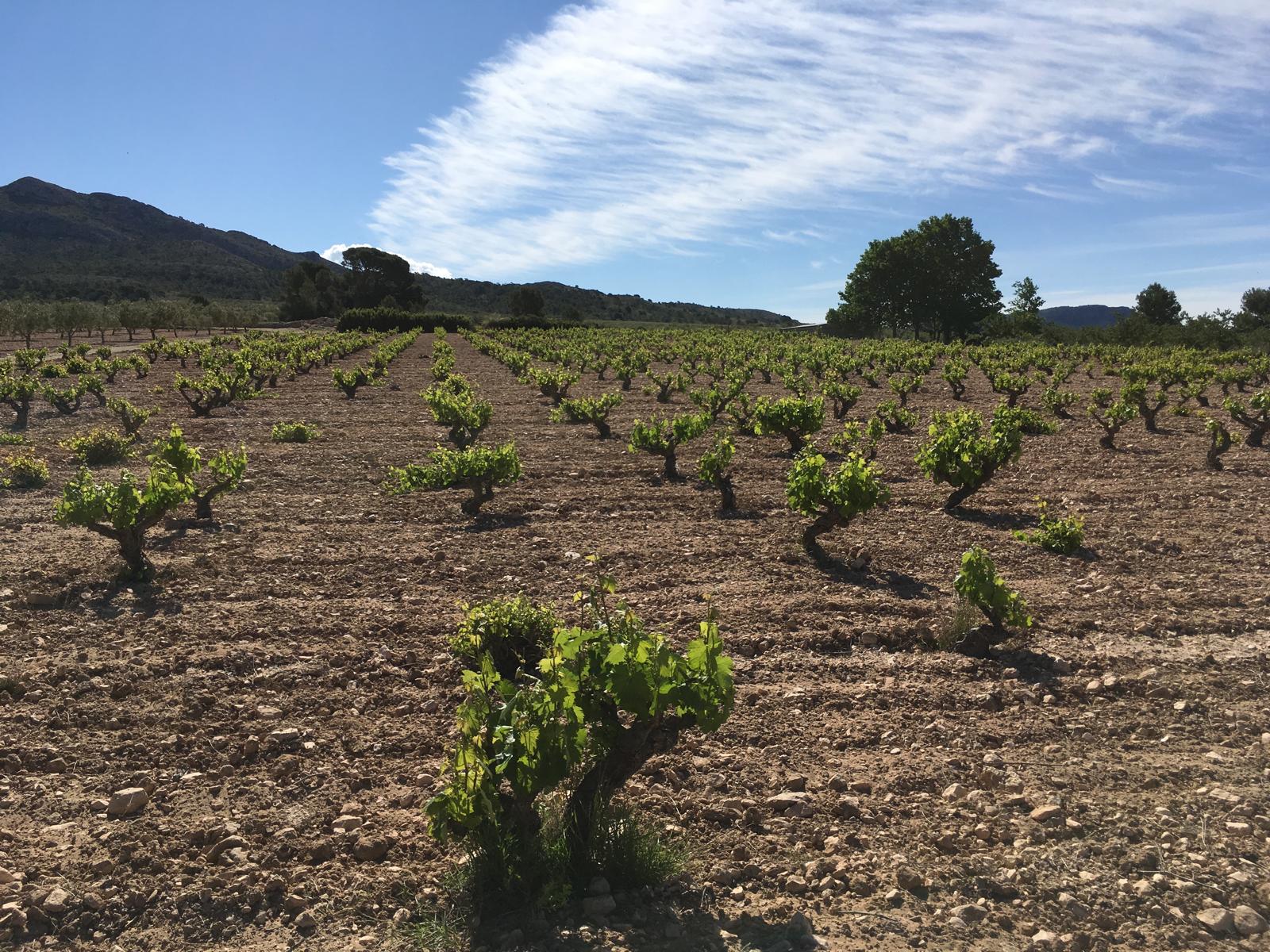 Embotellado de vinos Carabibas, D.O. Alicante