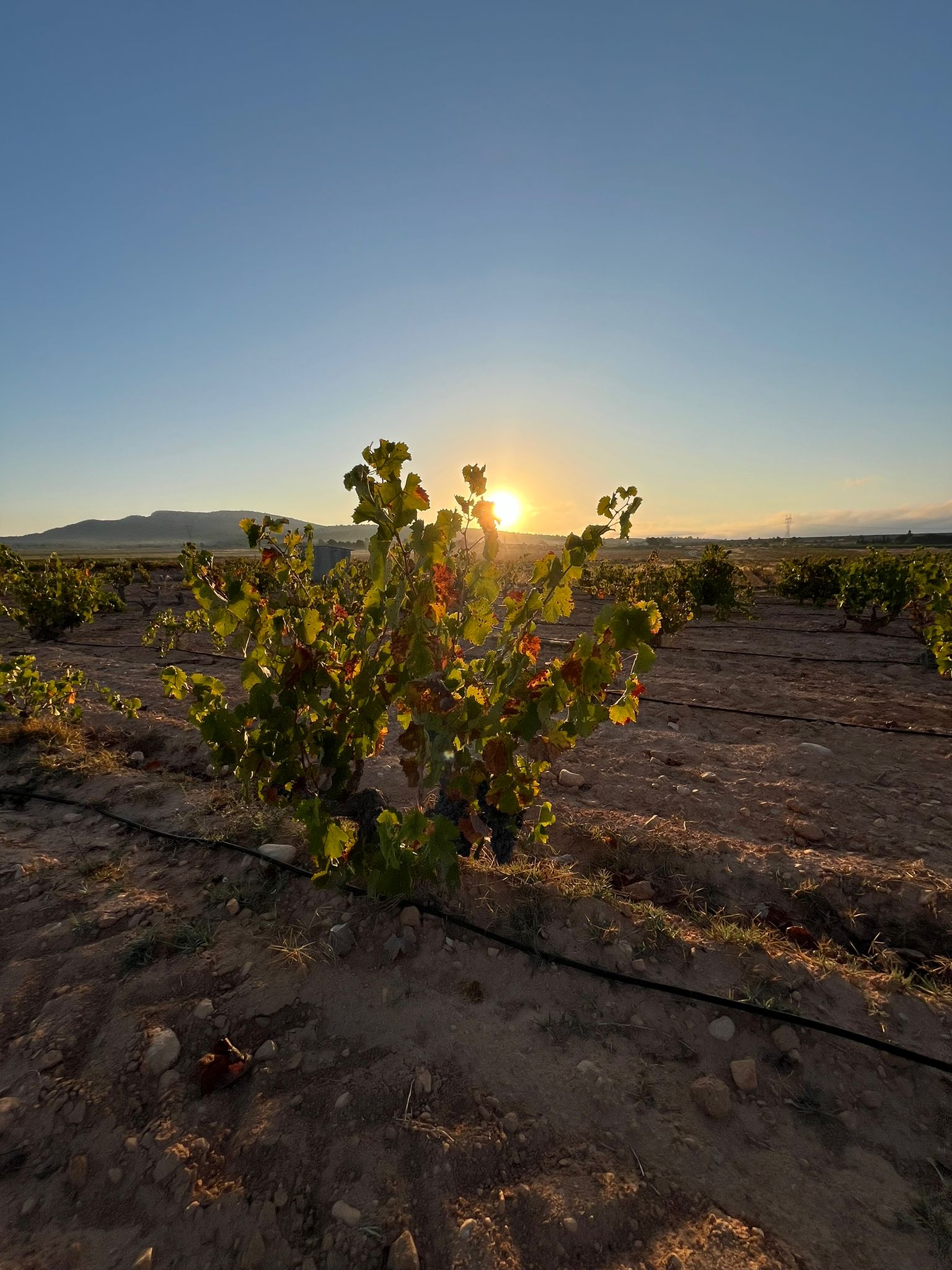 Viñedos de Carabibas al atardecer, Alto Vinalopó, Alicante
