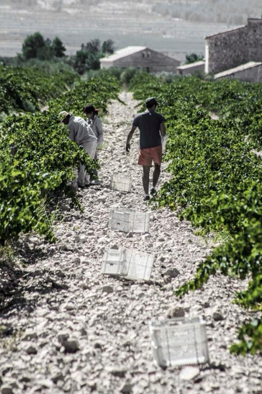 Viñedos de Carabibas en la Sierra de Cabreras, Alto Vinalopó, Alicante