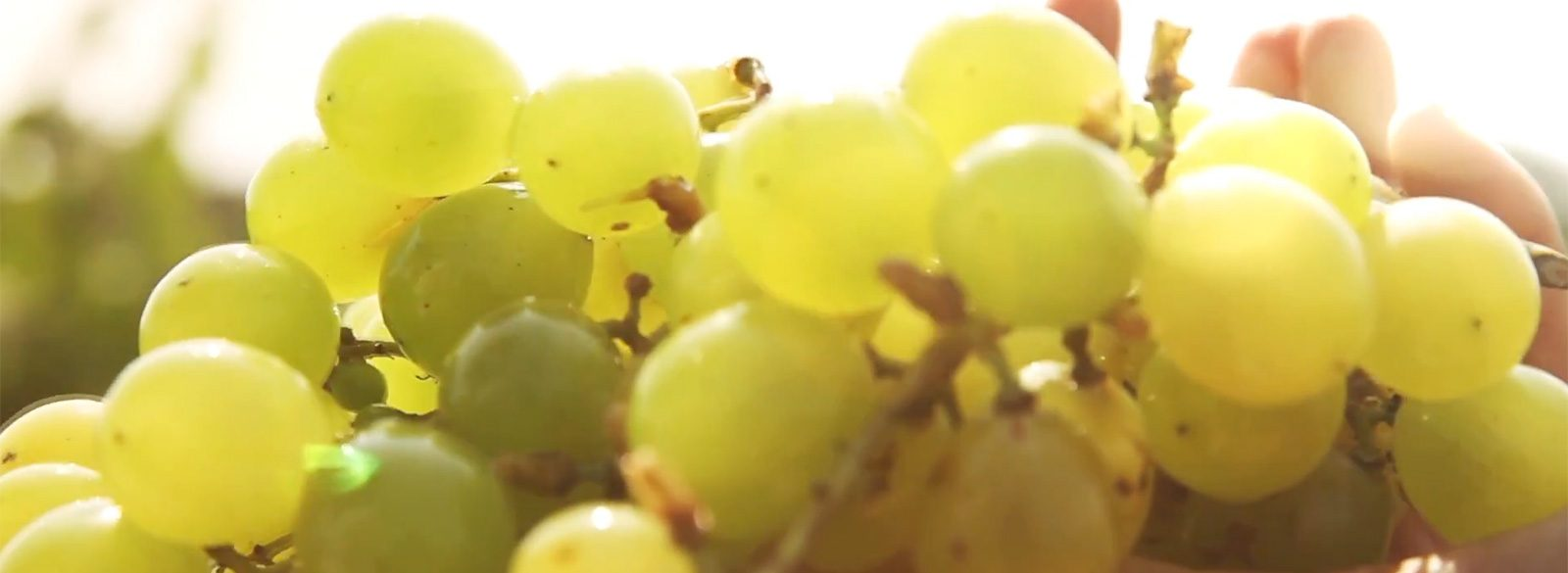 Uva Merseguera de viñas viejas en el camino de la Laguna, Alicante