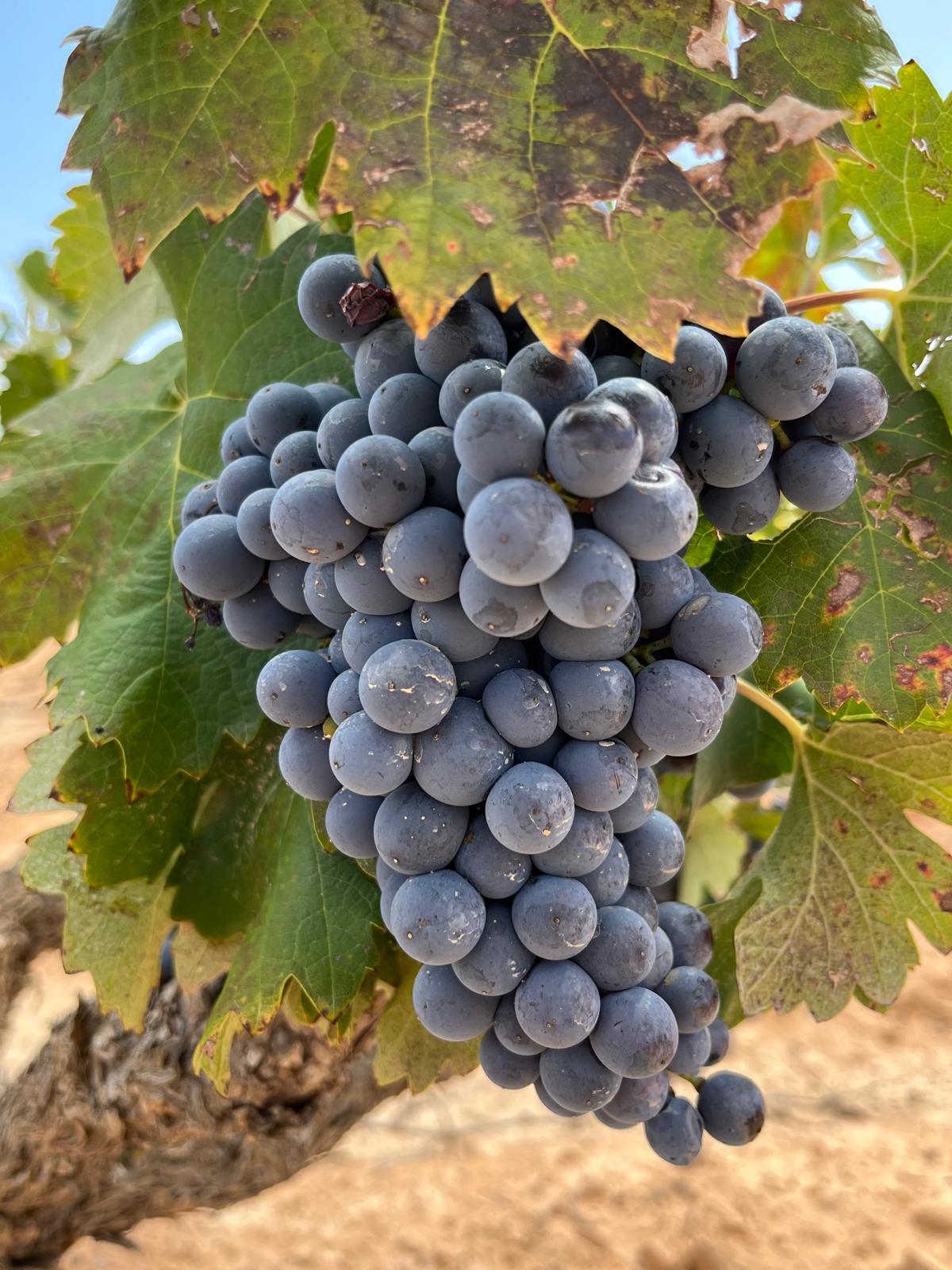 Uva Monastrell de viñas viejas en Sierra de Cabreras, Alicante